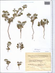 Heliotropium, Middle Asia, Pamir & Pamiro-Alai (M2) (Turkmenistan)
