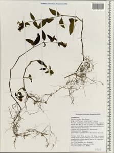 Acanthaceae, South Asia, South Asia (Asia outside ex-Soviet states and Mongolia) (ASIA) (Vietnam)