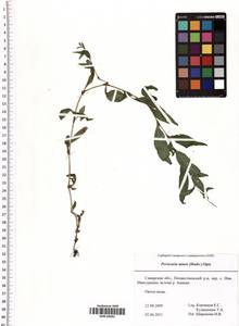 Persicaria minor (Huds.) Opiz, Eastern Europe, Middle Volga region (E8) (Russia)