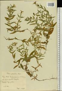 Silene procumbens Murray, Eastern Europe, Eastern region (E10) (Russia)