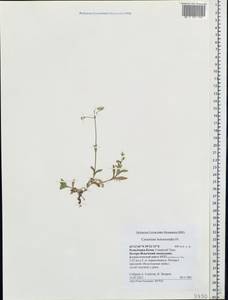 Cerastium holosteoides Fries emend. Hyl., Eastern Europe, Northern region (E1) (Russia)