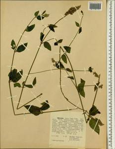 Amaranthaceae, Africa (AFR) (Ethiopia)