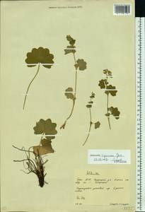 Alchemilla nemoralis Alechin, Eastern Europe, Eastern region (E10) (Russia)