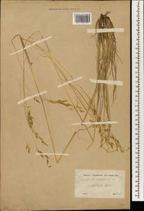 Piptatherum holciforme (M.Bieb.) Roem. & Schult., South Asia, South Asia (Asia outside ex-Soviet states and Mongolia) (ASIA) (Turkey)
