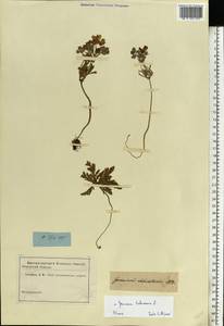 Erodium ruthenicum Bieb., Eastern Europe, Lower Volga region (E9) (Russia)