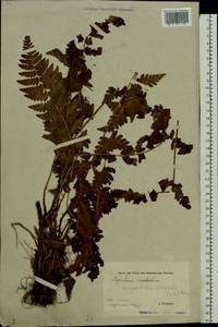 Dryopteris cristata (L.) A. Gray, Eastern Europe, Estonia (E2c) (Estonia)