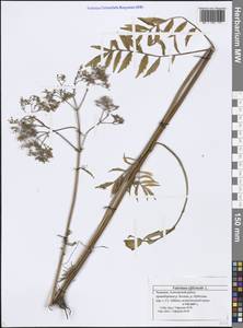 Valeriana officinalis L., Eastern Europe, Middle Volga region (E8) (Russia)