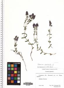 Veronica prostrata L., Eastern Europe, Middle Volga region (E8) (Russia)
