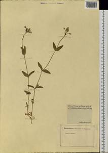 Cerastium pauciflorum Steven ex Ser., Siberia (no precise locality) (S0) (Russia)