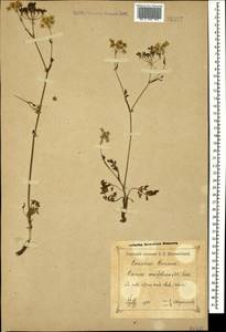 Carum meifolium (M. Bieb.) Boiss., Caucasus, Krasnodar Krai & Adygea (K1a) (Russia)