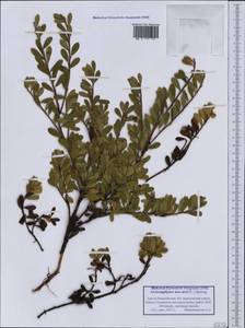 Arctostaphylos uva-ursi (L.) Spreng., Siberia, Western Siberia (S1) (Russia)