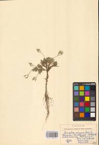 Draba aizoides L., Eastern Europe, West Ukrainian region (E13) (Ukraine)