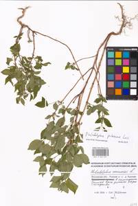 Philadelphus pubescens Loisel., Eastern Europe, Moscow region (E4a) (Russia)