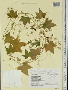 Echinocystis lobata (Michx.) Torr. & Gray, Eastern Europe, Central region (E4) (Russia)