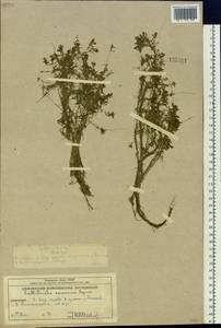 Callitriche palustris L., Siberia, Chukotka & Kamchatka (S7) (Russia)