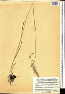 Avenula pubescens (Huds.) Dumort., Caucasus, Dagestan (K2) (Russia)