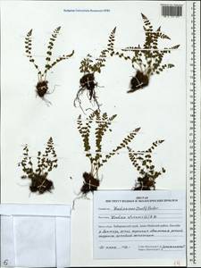 Woodsia ilvensis (L.) R. Br., Siberia, Russian Far East (S6) (Russia)