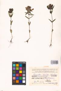 MHA 0 162 092, Rhinanthus serotinus var. vernalis (N. W. Zinger) Janch., Eastern Europe, Northern region (E1) (Russia)
