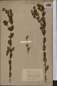 Hypericum crux-andreae (L.) Crantz, America (AMER) (United States)