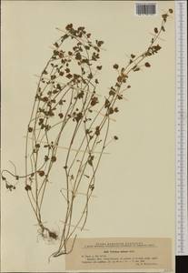 Trifolium dubium Sibth., Western Europe (EUR) (Romania)
