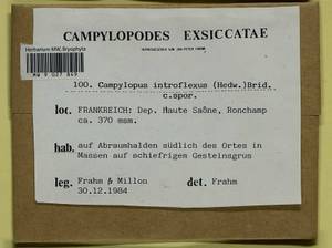 Campylopus introflexus (Hedw.) Brid., Bryophytes, Bryophytes - Western Europe (BEu) (France)