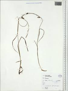 Carex distans L., Western Europe (EUR) (Ireland)