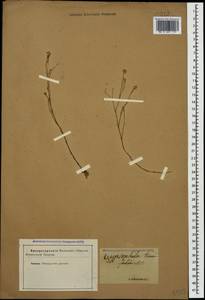 Gypsophila tenuifolia M. Bieb., Caucasus (no precise locality) (K0)