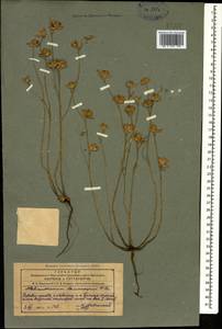 Helianthemum ledifolium subsp. lasiocarpum (Jacques & Hérincq) Nyman, Caucasus, Azerbaijan (K6) (Azerbaijan)