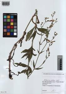 KUZ 004 280, Silene latifolia subsp. alba (Miller) Greuter & Burdet, Siberia, Altai & Sayany Mountains (S2) (Russia)