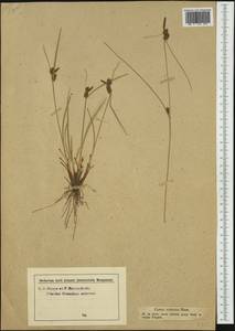 Carex extensa Gooden., Western Europe (EUR) (Italy)