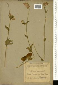 Astrantia maxima Pall., Caucasus, Armenia (K5) (Armenia)