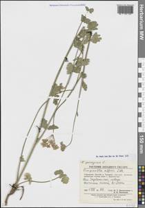 Pimpinella peregrina L., Middle Asia, Pamir & Pamiro-Alai (M2) (Uzbekistan)
