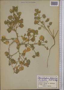 Agriophyllum latifolium Fisch. & C. A. Mey., Middle Asia, Karakum (M6) (Turkmenistan)