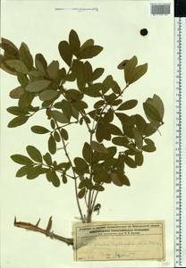 Lonicera caerulea L., Eastern Europe, Volga-Kama region (E7) (Russia)