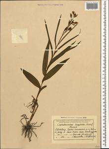 Cephalanthera longifolia (L.) Fritsch, Caucasus, Krasnodar Krai & Adygea (K1a) (Russia)