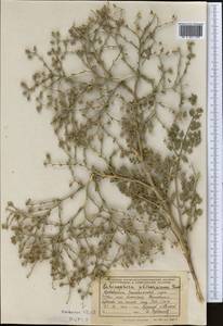 Echinophora sibthorpiana Guss., Middle Asia, Syr-Darian deserts & Kyzylkum (M7) (Uzbekistan)