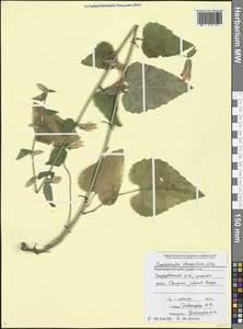 Campanula alliariifolia Willd., Caucasus, Black Sea Shore (from Novorossiysk to Adler) (K3) (Russia)