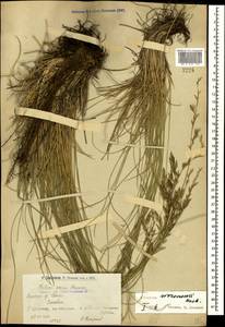 Festuca varia Haenke, Caucasus, Armenia (K5) (Armenia)