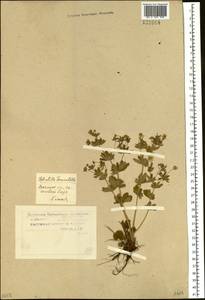 Potentilla erecta (L.) Raeusch., Siberia, Western Siberia (S1) (Russia)