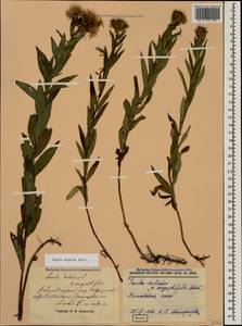 Pentanema asperum (Poir.) G. V. Boiko & Korniy., Caucasus, Stavropol Krai, Karachay-Cherkessia & Kabardino-Balkaria (K1b) (Russia)