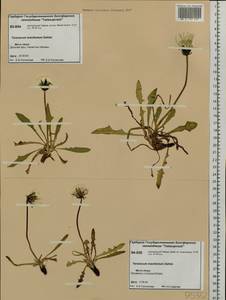 Taraxacum macilentum Dahlst., Siberia, Central Siberia (S3) (Russia)