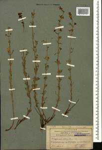 Hypericum elongatum, Caucasus, Azerbaijan (K6) (Azerbaijan)