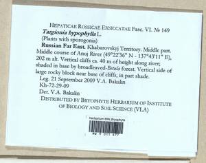Targionia hypophylla L., Bryophytes, Bryophytes - Russian Far East (excl. Chukotka & Kamchatka) (B20) (Russia)