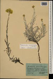 Helichrysum graveolens (M. Bieb.) Sw., Caucasus, Stavropol Krai, Karachay-Cherkessia & Kabardino-Balkaria (K1b) (Russia)