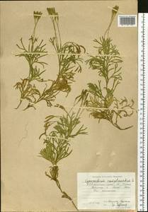 Diphasiastrum complanatum (L.) Holub, Siberia, Russian Far East (S6) (Russia)