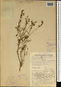 Astragalus versicolor Pall., Mongolia (MONG) (Mongolia)