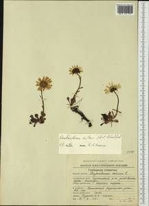 Arctanthemum arcticum subsp. polare (Hultén) Tzvelev, Siberia, Chukotka & Kamchatka (S7) (Russia)