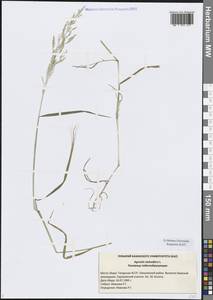 Agrostis stolonifera L., Eastern Europe, Middle Volga region (E8) (Russia)
