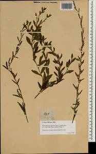 Pseudelephantopus spicatus (B.Juss. ex Aubl.) C.F.Baker, South Asia, South Asia (Asia outside ex-Soviet states and Mongolia) (ASIA) (Philippines)