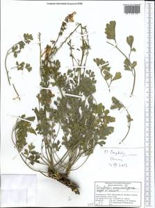 Corydalis paniculigera Regel & Schmalh. ex Regel, Middle Asia, Pamir & Pamiro-Alai (M2) (Tajikistan)